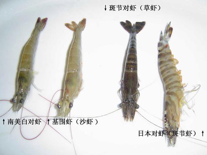 东方虾是淡水还是海水
