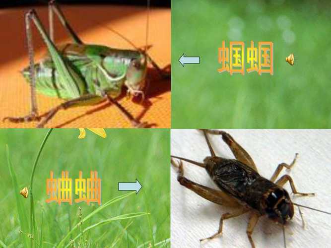 蟋蟀和蝈蝈的区别图